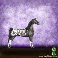 Horse Color:Grullo Ice Onyx Appaloosa 