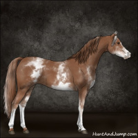 Horse Color:White Spotted Chestnut Sabino 