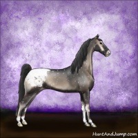 Horse Color:Blue Onyx Appaloosa 