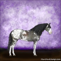 Horse Color:Black Sabino Appaloosa