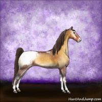 Horse Color:Buckskin Onyx Sabino Snowcap 