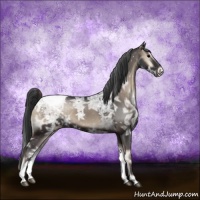 Horse Color:Blue Onyx Ice Sabino Appaloosa