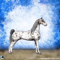 Horse Color:Brown Ice Sabino Appaloosa 