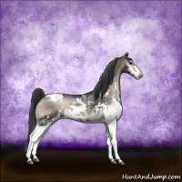 Horse Color:Blue Onyx Sabino Snowflake VarnishRabicano 