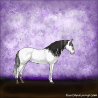 Horse Color:White Spotted Brown Dun Sabino Appaloosa Rabicano 