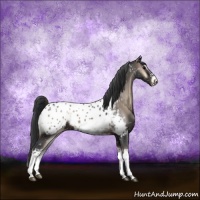 Horse Color:White Spotted Blue Onyx Blanket Rabicano 