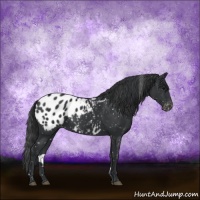 Horse Color:Black Appaloosa 