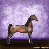 Horse Color:Brown Sabino Appaloosa Rabicano 