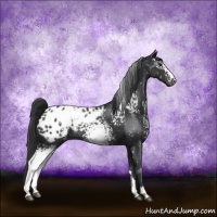 Horse Color:White Spotted Black Sabino Appaloosa Rabicano