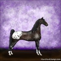 Horse Color:Brown Ice Appaloosa 