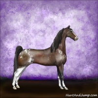 Horse Color:Brown Mushroom Sabino Appaloosa