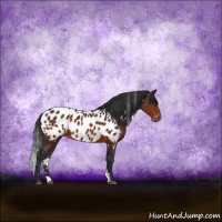 Horse Color:Brown Appaloosa Rabicano