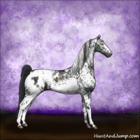 Horse Color:White Spotted Black Appaloosa 