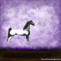 Horse Color:Blue Onyx Ice Sabino Appaloosa Rabicano 