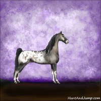 Horse Color:Blue Onyx Sabino Appaloosa Rabicano 