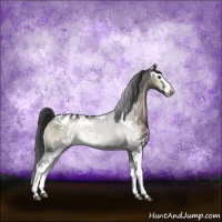 Horse Color:Blue Onyx Sabino Appaloosa Rabicano 