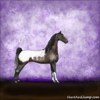 Horse Color:Brown Appaloosa Rabicano 