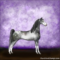 Horse Color:Black Sabino Snowflake Varnish 