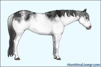 Horse Color:Gray White Spotted Black  and Gray White Spotted Black Frame 