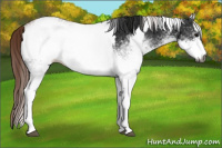 Horse Color:Gray White Spotted Black  and Gray White Spotted Chestnut 