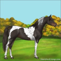 Horse Color:Liver Chestnut Tobiano 