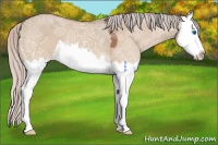 Horse Color:Silver Bay Ice Dun Splash 