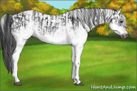 Horse Color:Gray White Spotted Black  and Gray White Spotted Black Frame 