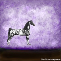 Horse Color:White Spotted Black Sabino Appaloosa Rabicano 