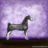 Horse Color:Black Sabino Appaloosa Rabicano 