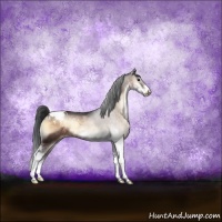 Horse Color:Brown Onyx Sabino Appaloosa Rabicano 
