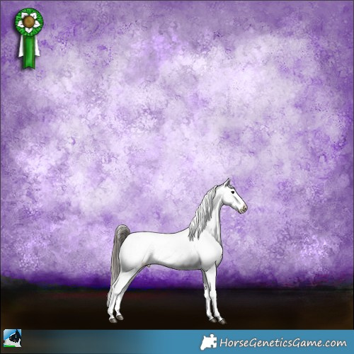 Horse Color:Black Sabino Appaloosa Rabicano