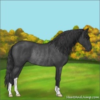 Horse Color:Blue Roan Rabicano