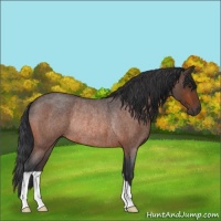 Horse Color:Brown Roan Rabicano 