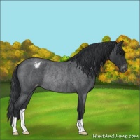 Horse Color:Blue Roan Appaloosa Rabicano 