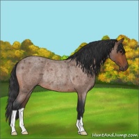 Horse Color:Bay Roan Rabicano 