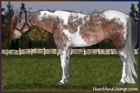Horse Color:Brown Sabino Tobiano