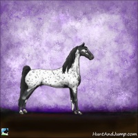 Horse Color:Black Sabino Appaloosa Rabicano