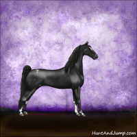 Horse Color:Gray Black Sabino Appaloosa Rabicano