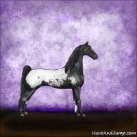 Horse Color:Black Sabino Snowcap Rabicano