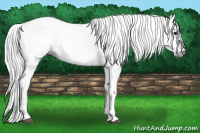 Horse Color:Gray White Spotted Black  and Gray White Spotted Black 