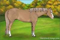 Horse Color:Palomino Splash 