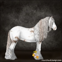 Horse Color:Liver Chestnut Pearl Sabino 