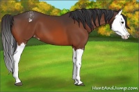 Horse Color:Bay Splash Appaloosa 