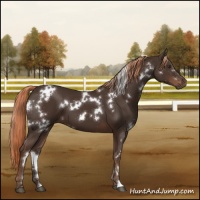 Horse Color:White Spotted Liver Chestnut