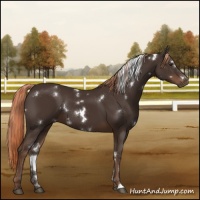 Horse Color:White Spotted Liver Chestnut 