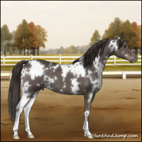Horse Color:White Spotted Liver Red Roan 
