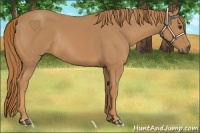 Horse Color:Chestnut Rabicano 