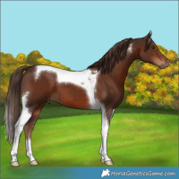 Horse Color:Liver Chestnut Tobiano 