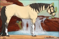 Horse Color:Buckskin Roan Dun Tobiano 
