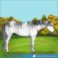 Horse Color:Gray White Spotted Black  and Gray White Spotted Black Splash